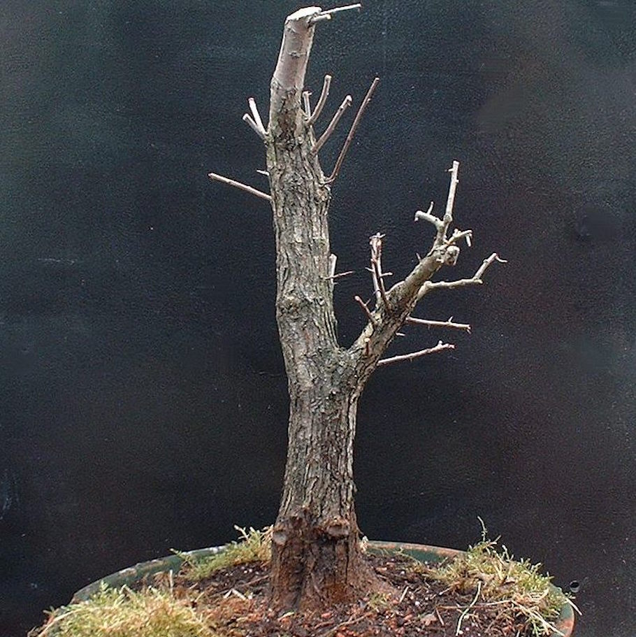 Hawthorn Bonsai by Harry Harrington