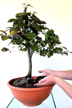 Bonsai Substrat: Optimaler Wachstumsboost für Ihre Bonsai-Pflanze!